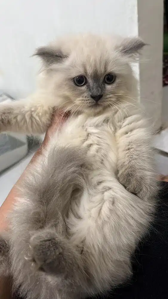 kitten betina 2.5bulan