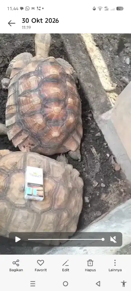 Sulcata 45 cm sepasang t
