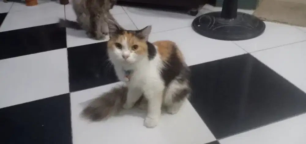 Jual kucing  medium persia