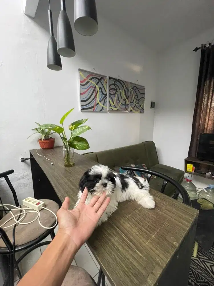 Shihtzu jantan gemoy 3 bln