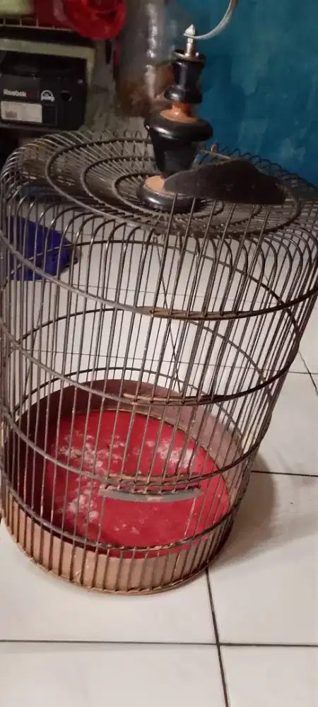 Kandang bulet panjang no tebok jeru jiaman bekas branjangan