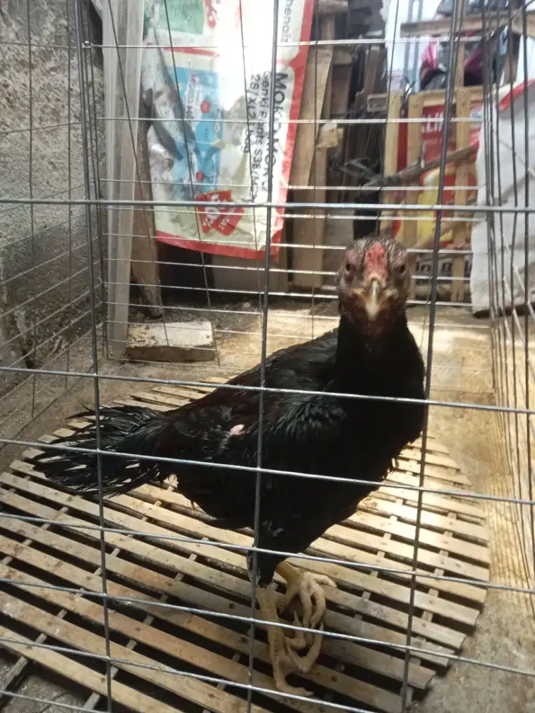 Ayam bangkok clasic