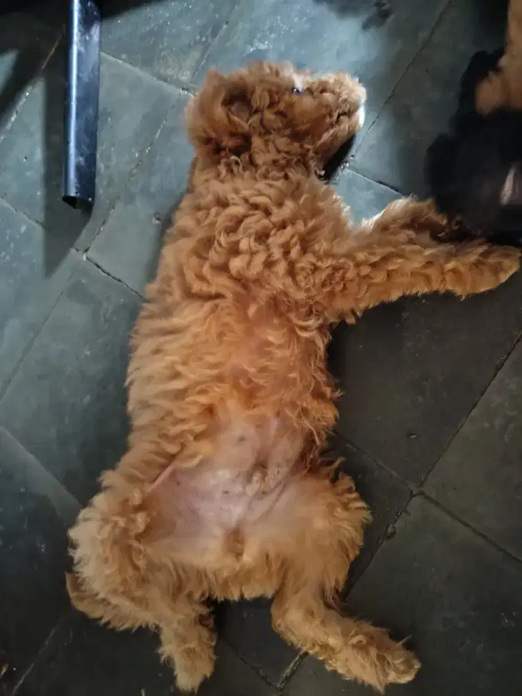 Puppy Poodle jantan 2blnan