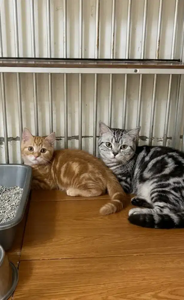 Kitten bsh red tabby 3bulan