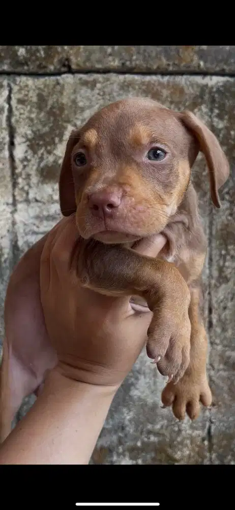 Puppy pitbull 1 pasang