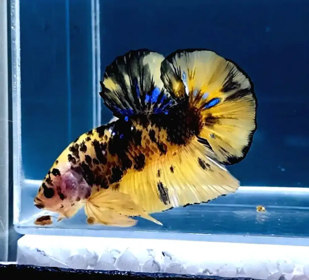 ikan cupang giant yellow marsupilami