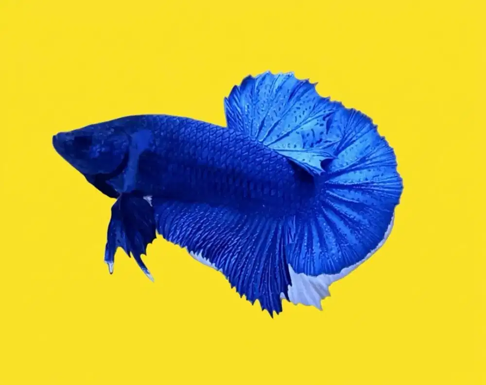 ikan cupang biru
