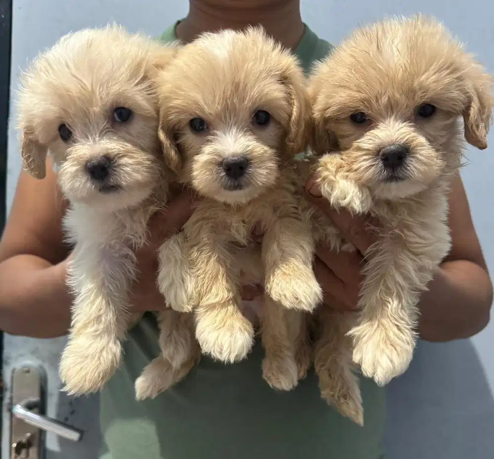Anak anjing poodle asli good quality