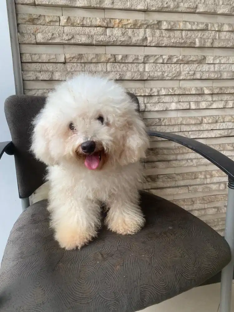 Bichon Prise korea
