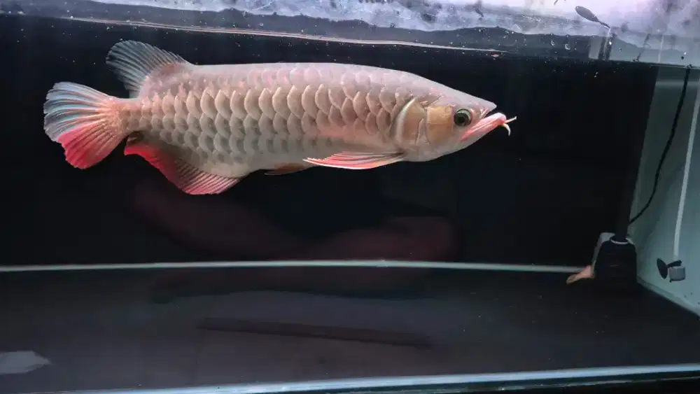 Ikan arwana golden red gr 40 cm