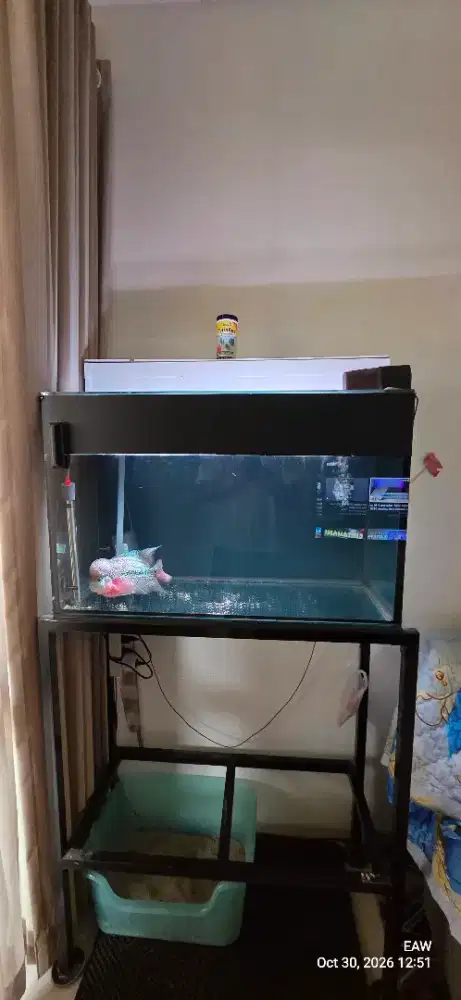 Jual Aquarium & Louhan