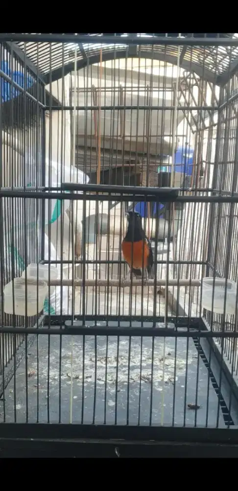 Murai Hutan Lampung Super