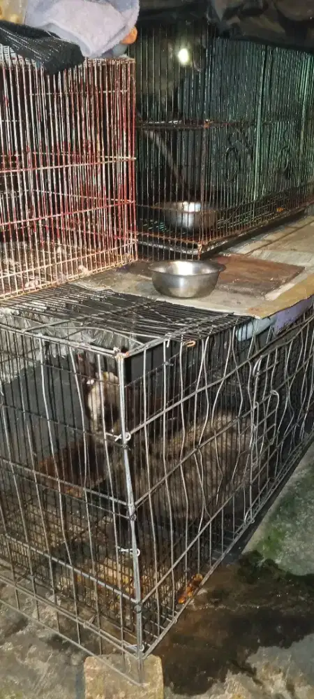 Muspan musang pandan