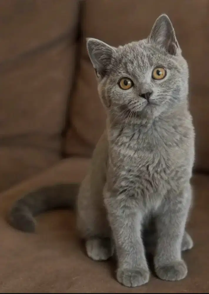 Kucing kitten British shorthair Bluesolid purre