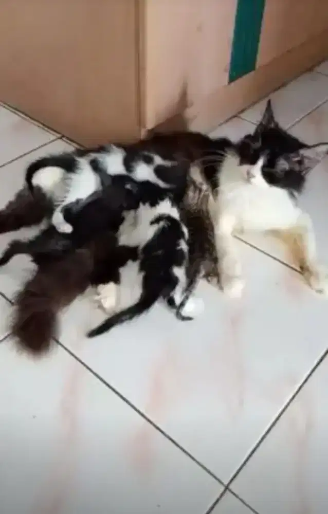 Anak kucing anggora maencun Black and white
