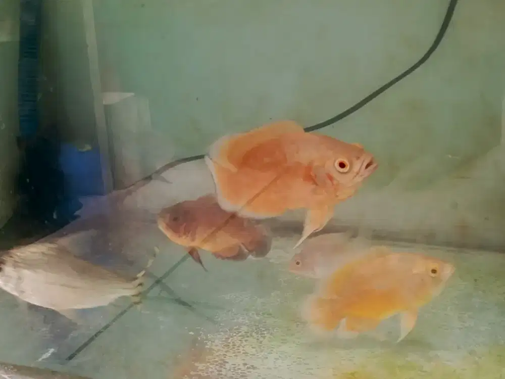 Ikan oscar Paris albino, lemon, tembaga
