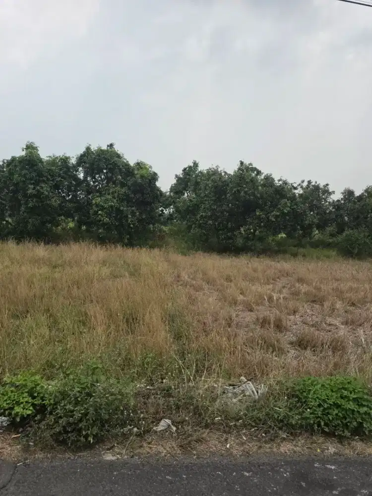 DIJUAL TANAH JAYANEGARA MERI MOJOKERTO MURAH NEGO