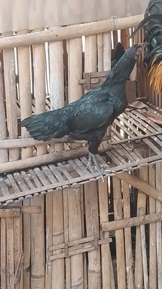 Ayam Biang Babon Tinggi