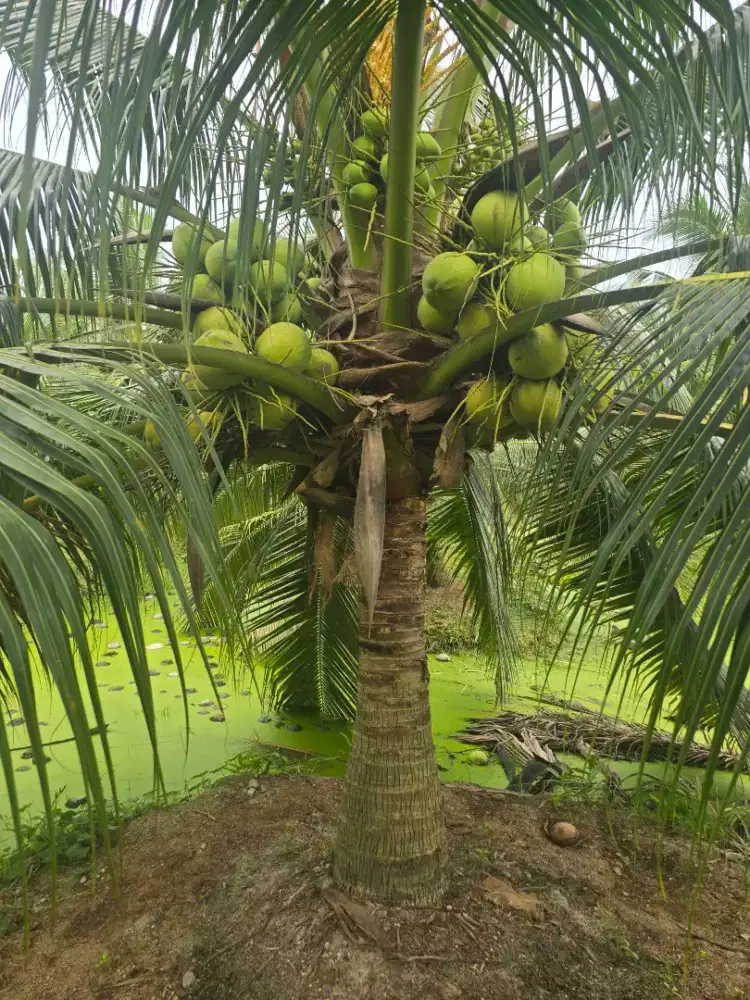 Tenaga Kerja Kebun
