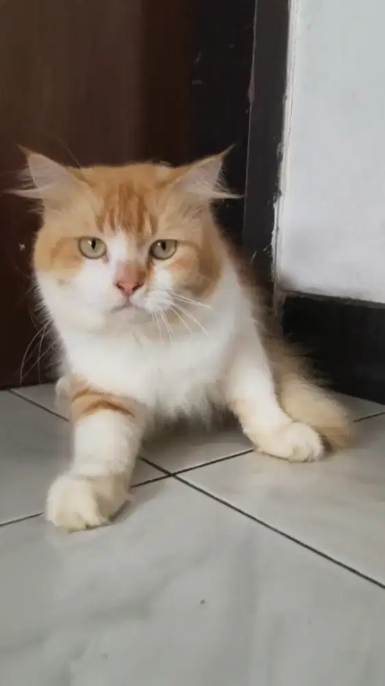 Kucing persia jantan indukan