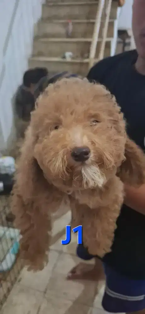 Anjing poddle  jantan .