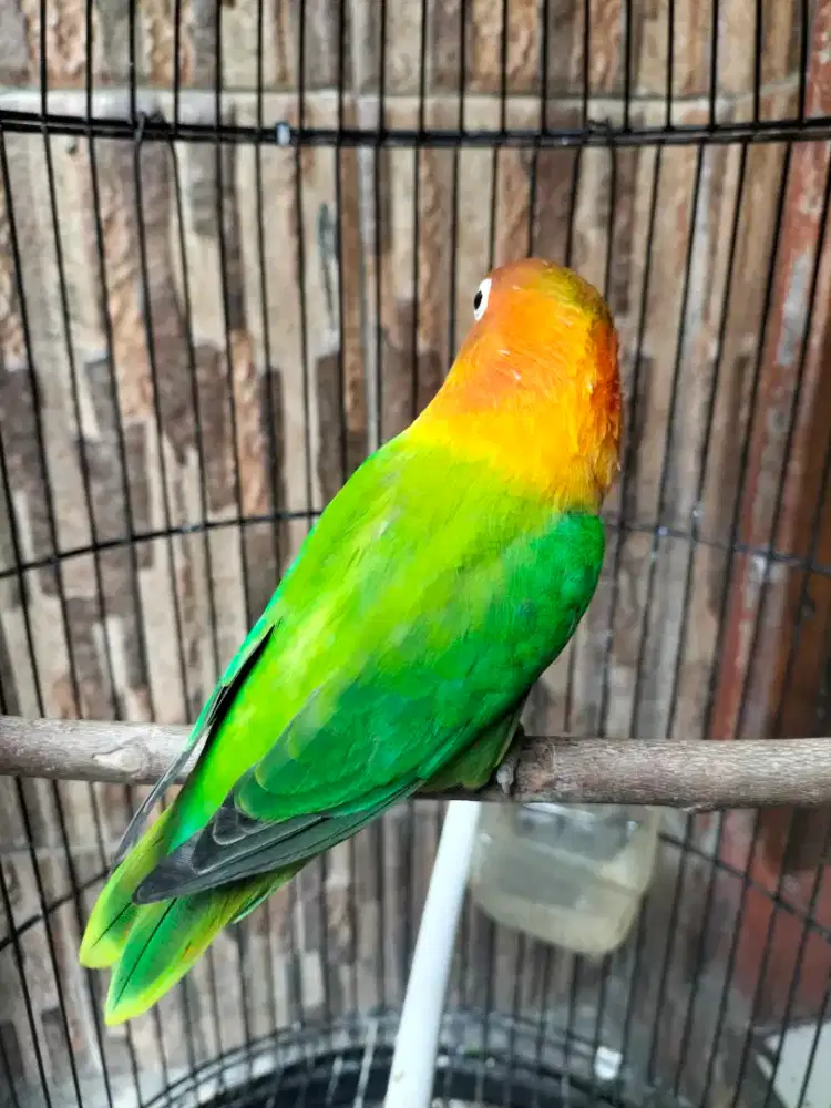 Lovebird biola green betina big size aktif