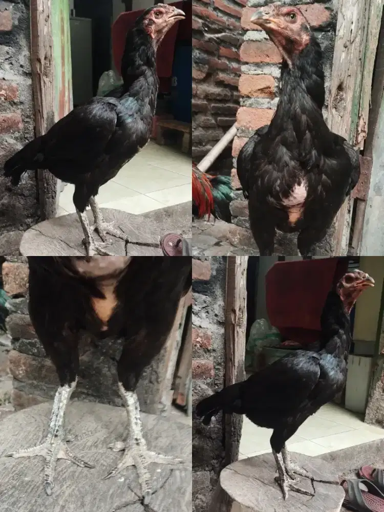 Jual Ayam Bangkok Babon Cetak 150K. Wilayah Sidoarjo, Ayam Terbatas...