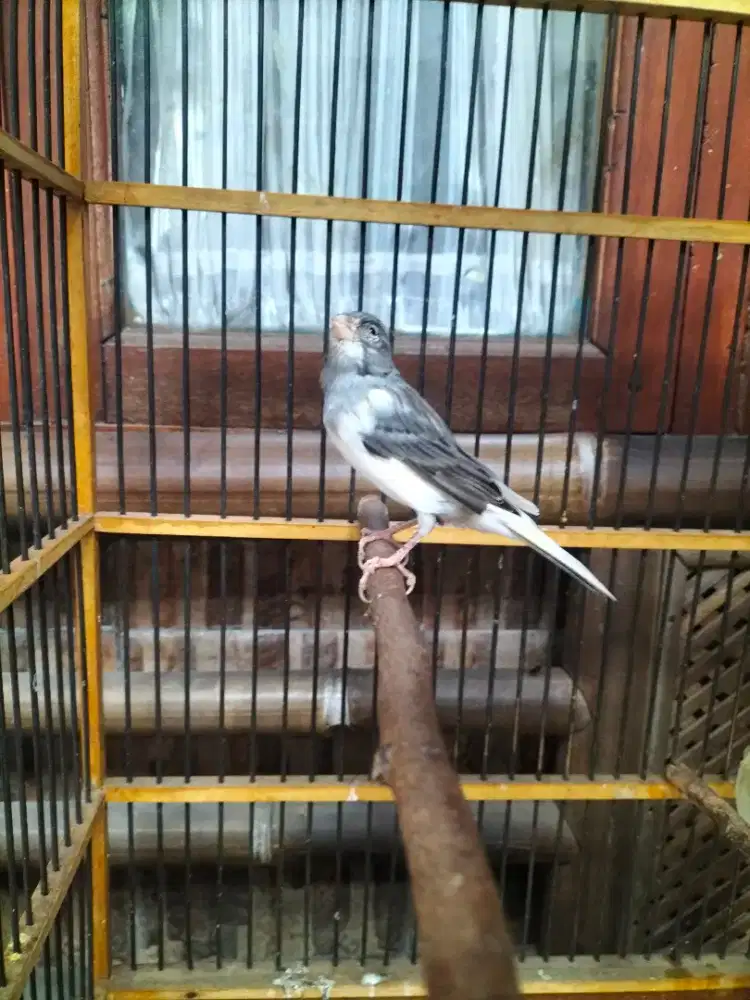 Burung kenari abu putih jantan rajin bunyi
