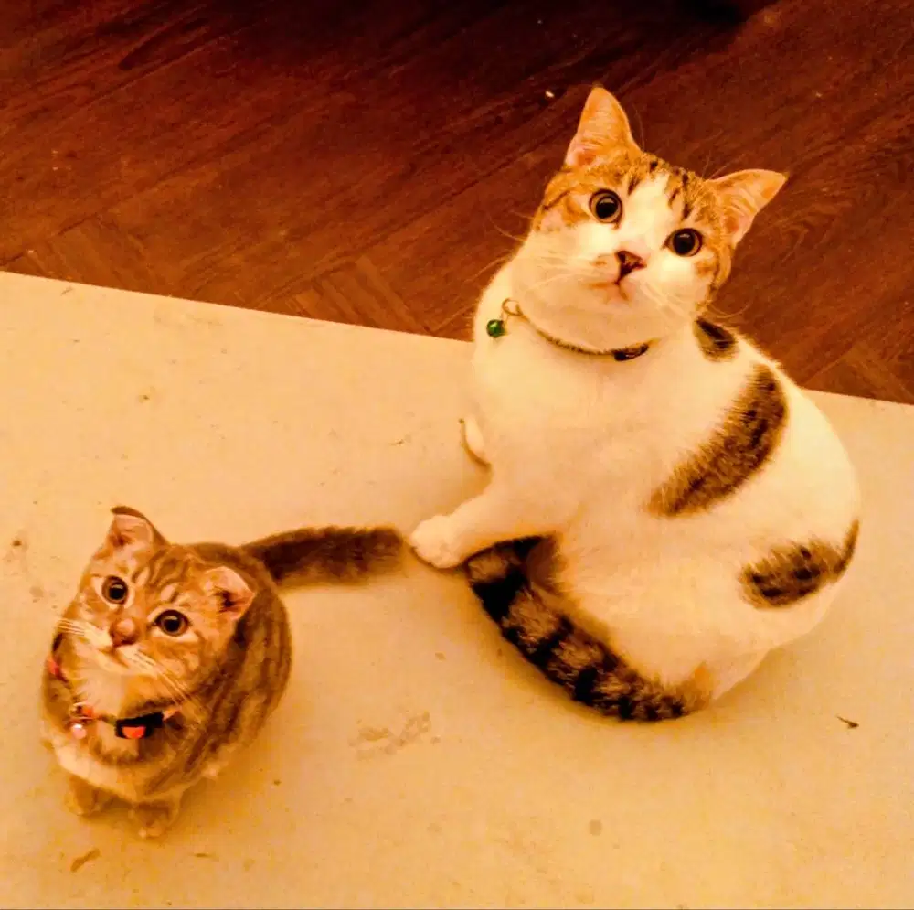 Jual Anak Kucing Scottish Fold Super Pinter Playfull