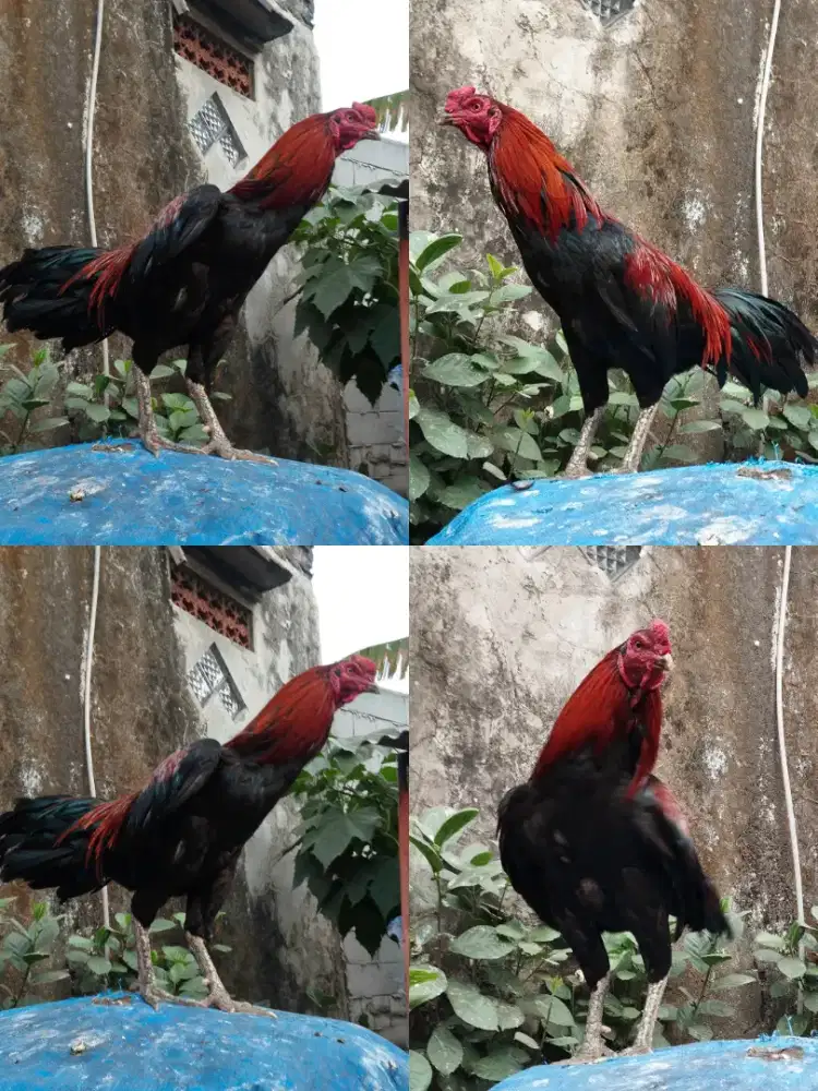 Jual Ayam Bangkok Klasik, 250K Wilayah Sidoarjo. Ayam Sesuai Gambar...