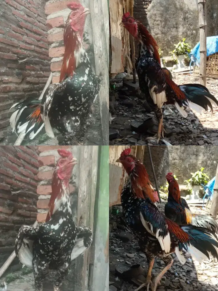 Jual Ayam Bangkok Warna Blorok. 250K Wilayah Sidoarjo, Ayam Terbatas..