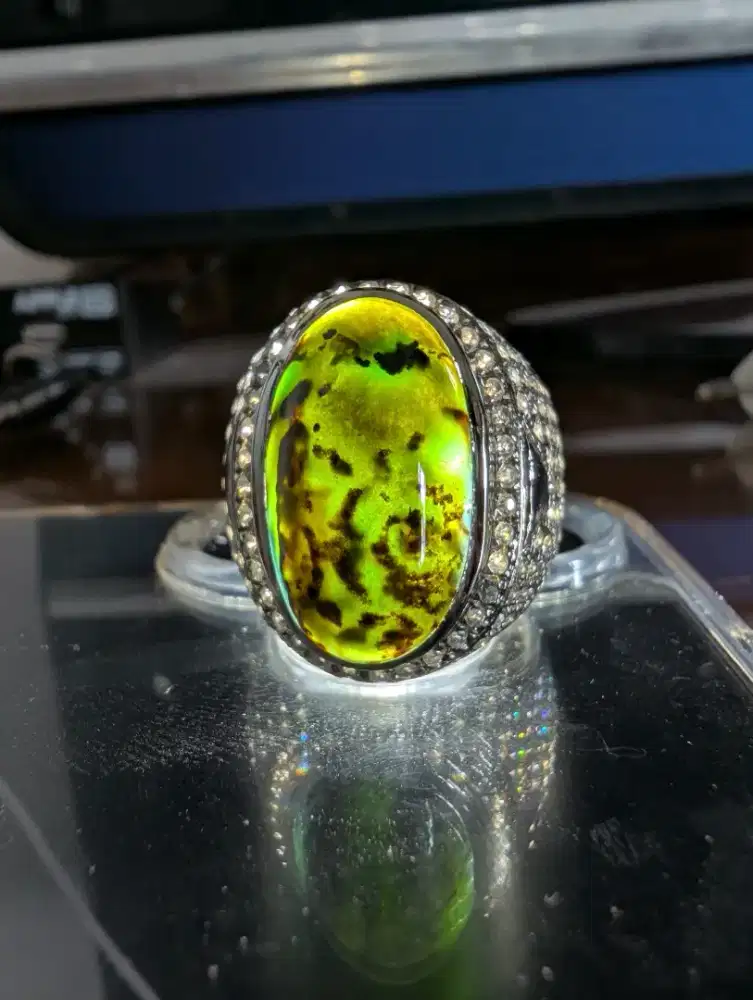BACAN COKMER CALON HIJAU GIWANG