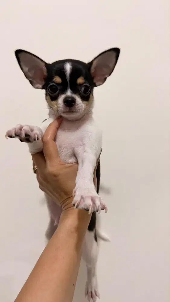 Open adopt anakan cihuahua