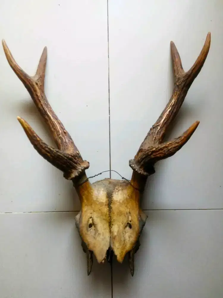 hiasan dinding langka