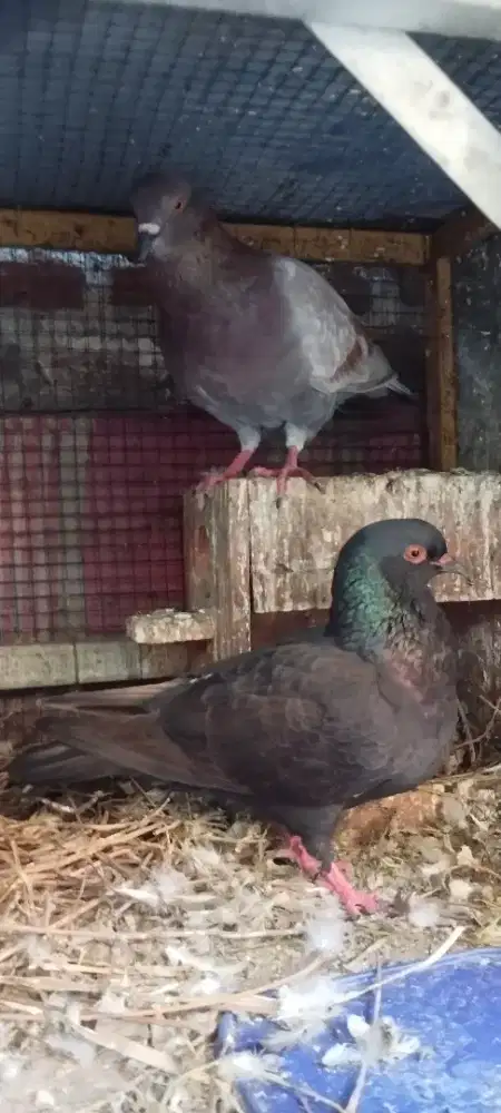 Jual Burung Merpati Balap. 150K Burung Sesuai Gambar Lokasi Sidoarjo..