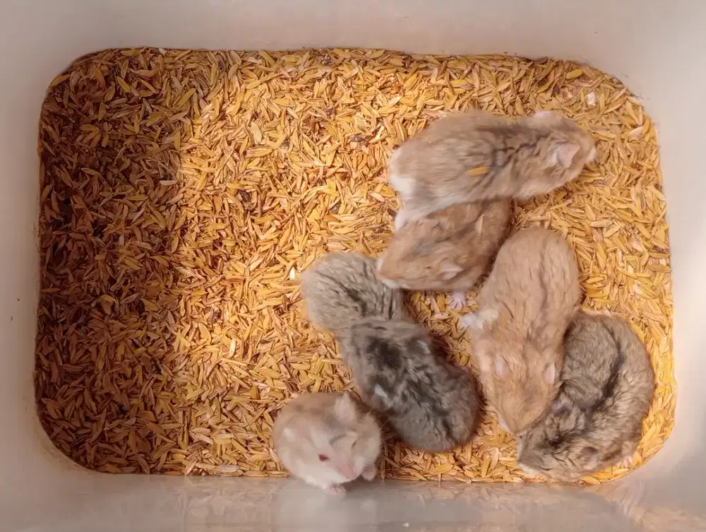 Hamster syirian dan hamster Campbell