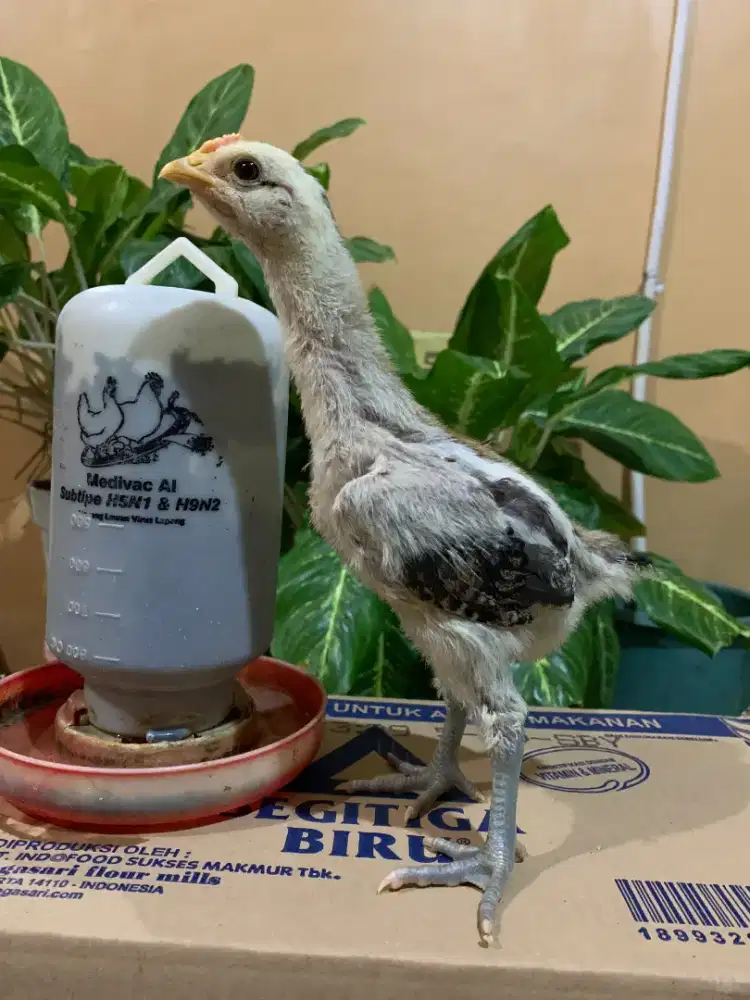 Ayam Pelung. 1 bulanan