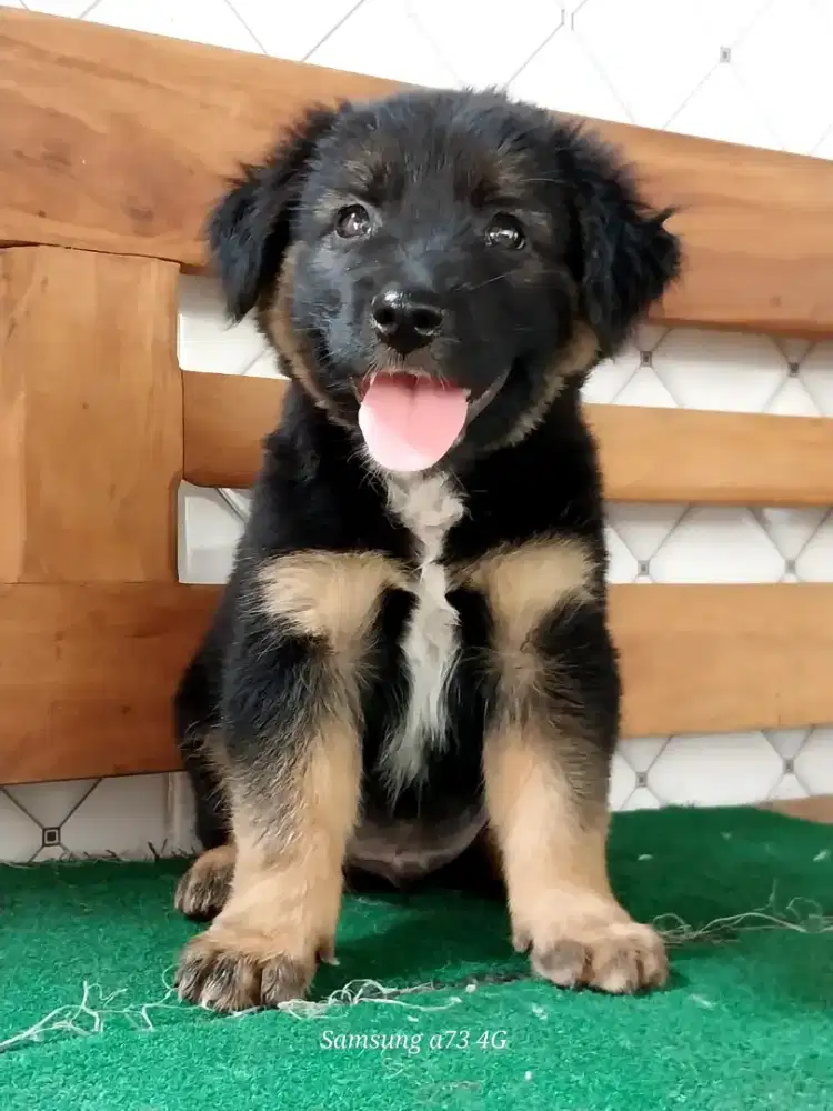 Anakan anjing ras mix