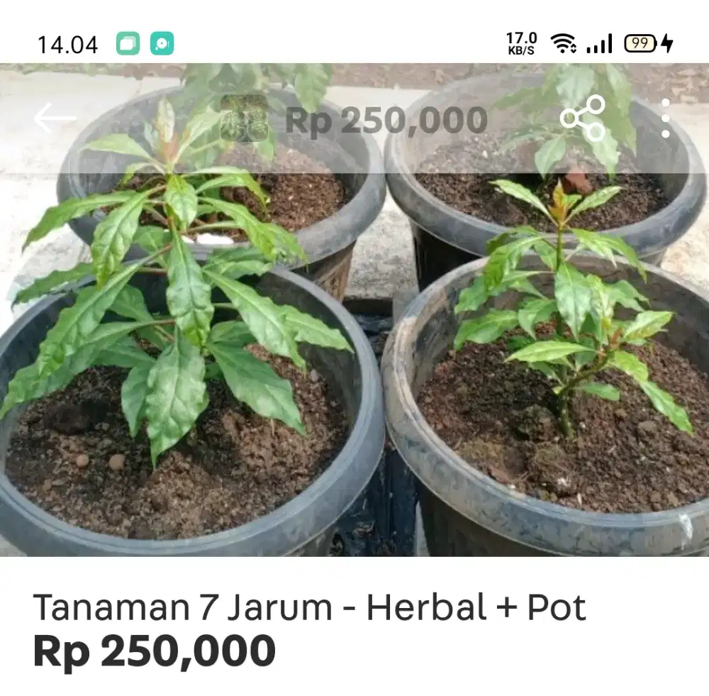 Tanaman 7 Jarum + Pot (Herbal)