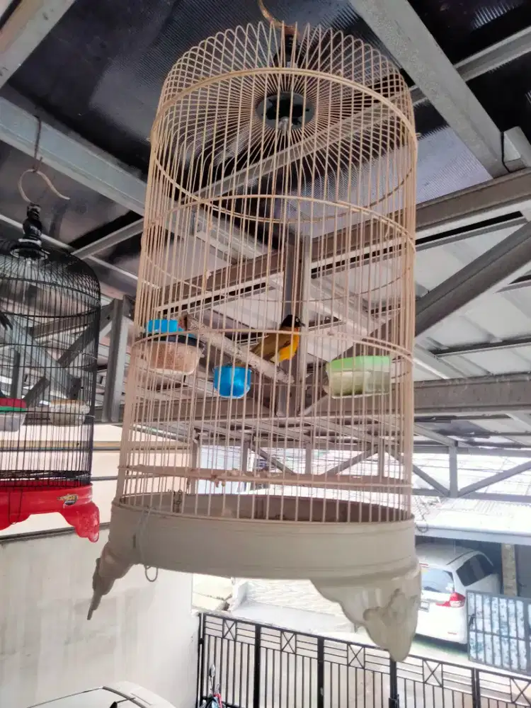 Kutilang mas sudah makan voer murah