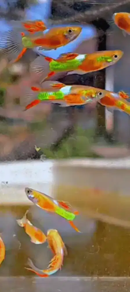 Ikan Guppy Endler Red Cest