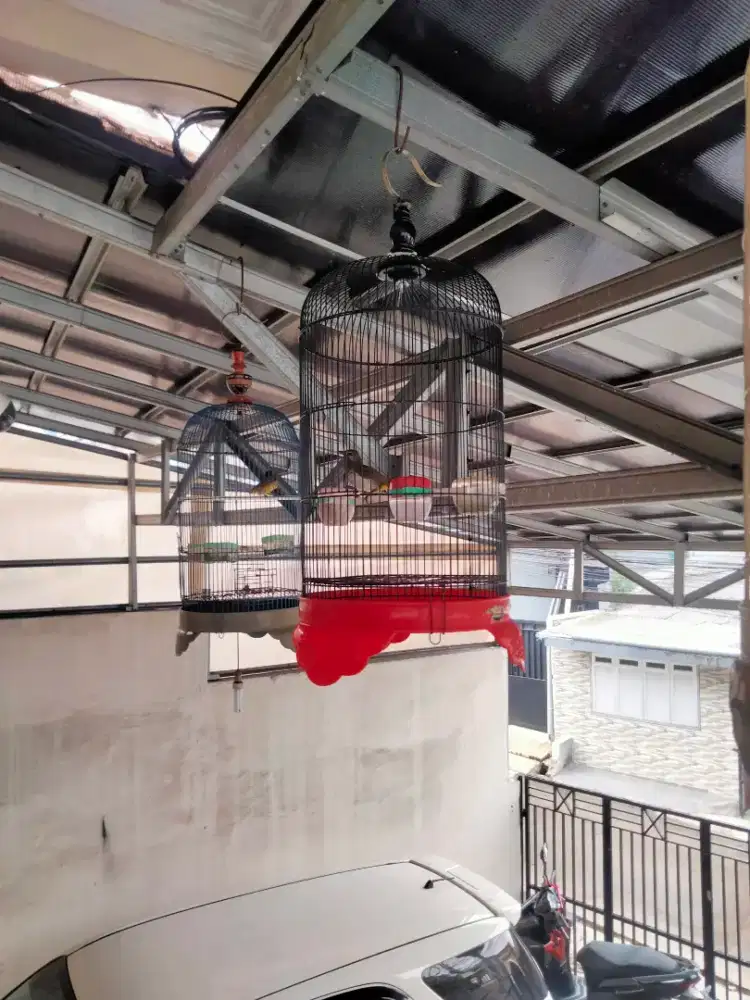 Burung cak willis sudah makan voer