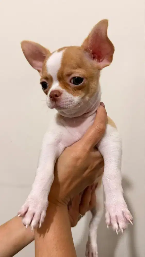 Open adopt anakan ci huahuq