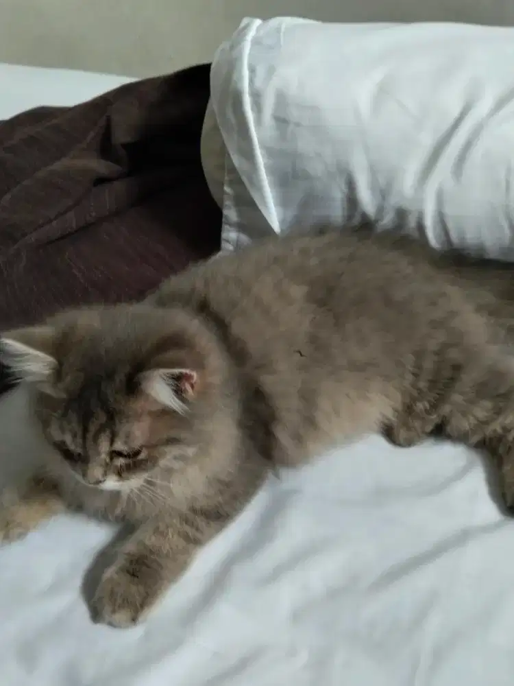 Adopsi anak kucing