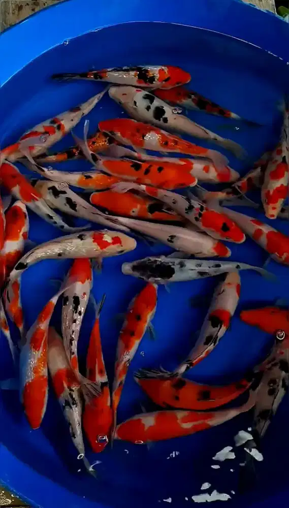Koi. Ukuran 20cm.( stok banyak ).