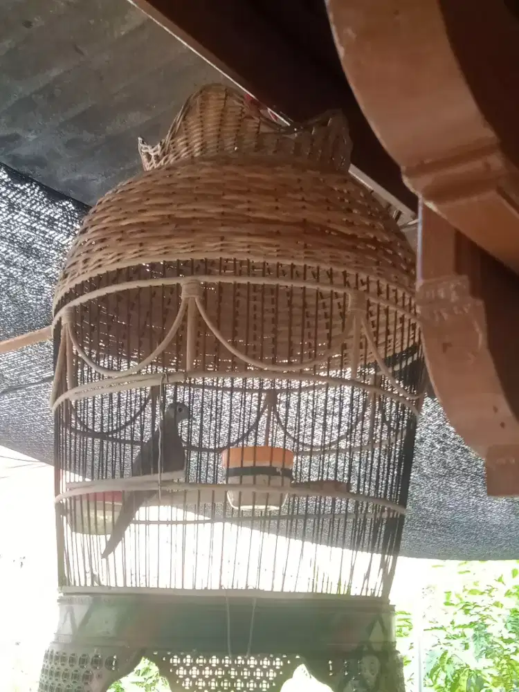Burung perkutut lokal