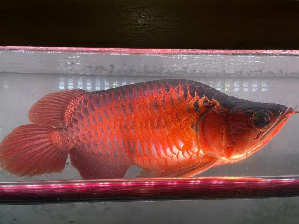Ikan SB arwana super red
