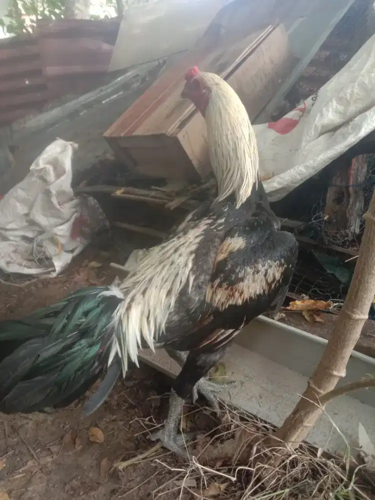 jual ayam Siam muda
