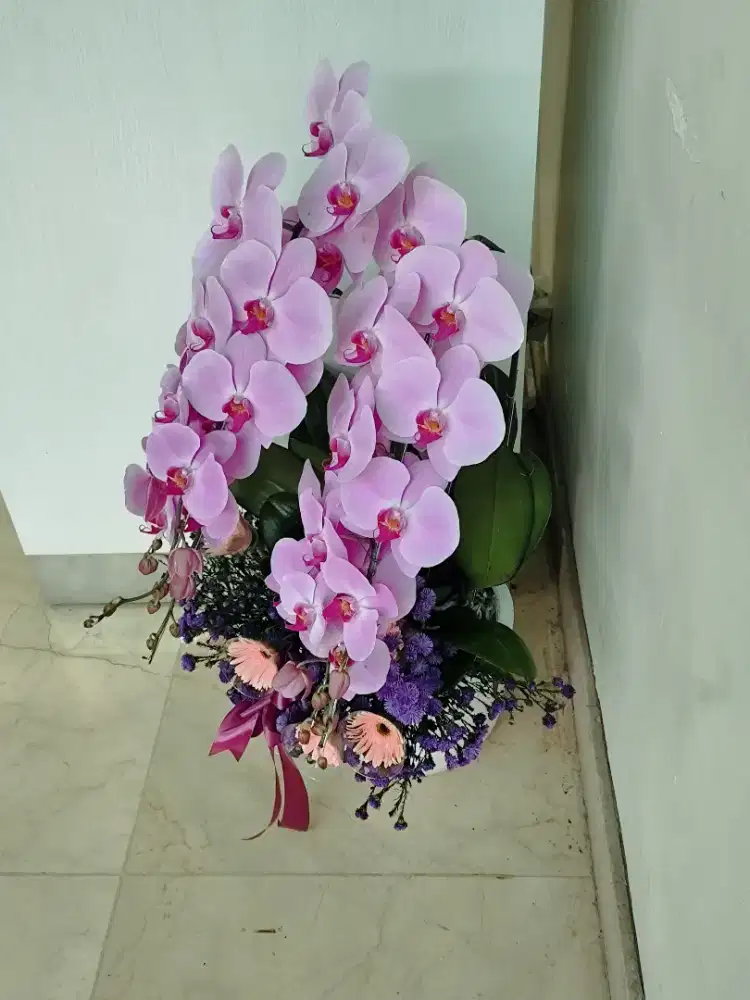 Di jual pohon anggrek bulan