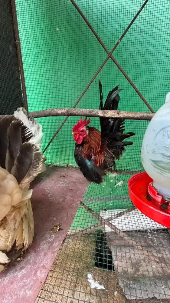 JUAL AJA AYAM KATE SERAMA